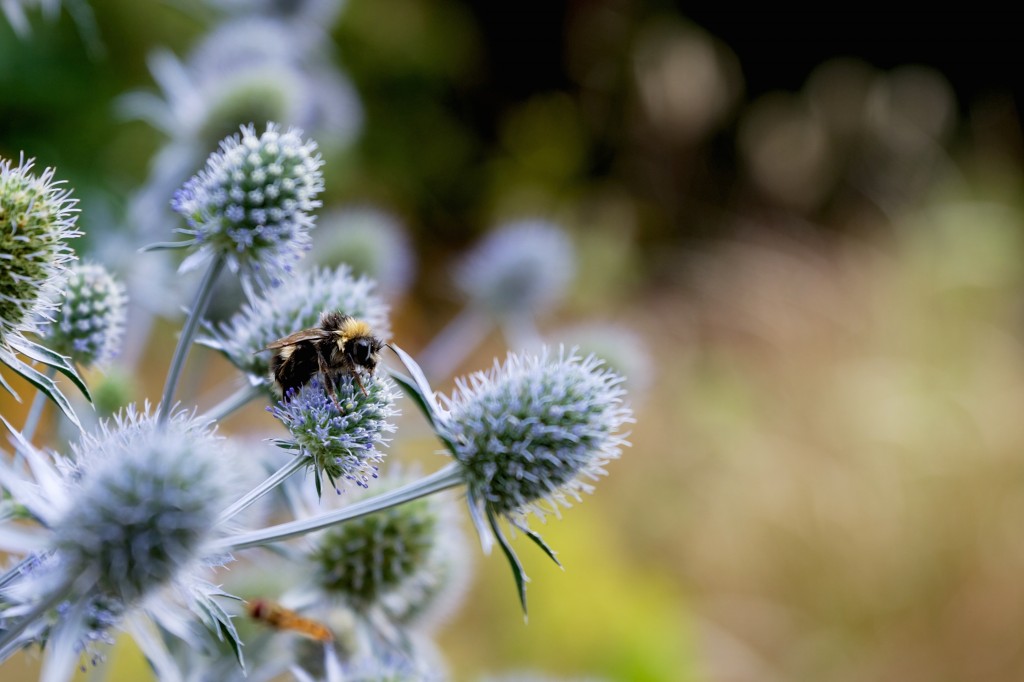 A bee sitting on lavender.